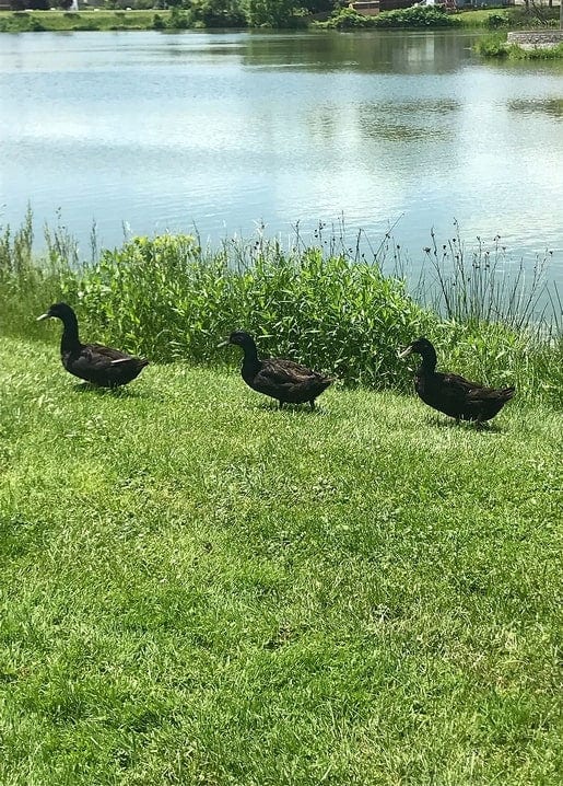 Three dark ducks walking on grass beside a sunny lake