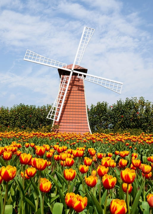 Traditional Dutch windmill behind a blooming field of orange tulips