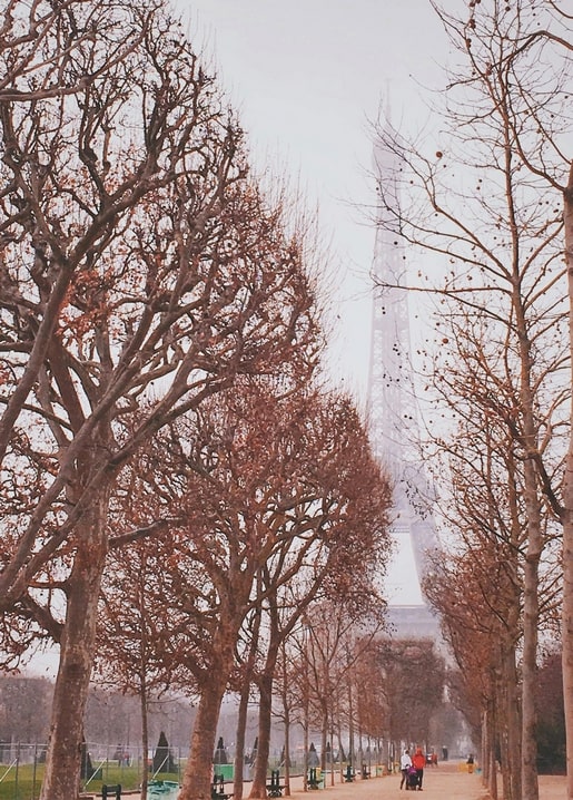 Eiffel Tower seen through bare winter trees along a Paris promenade