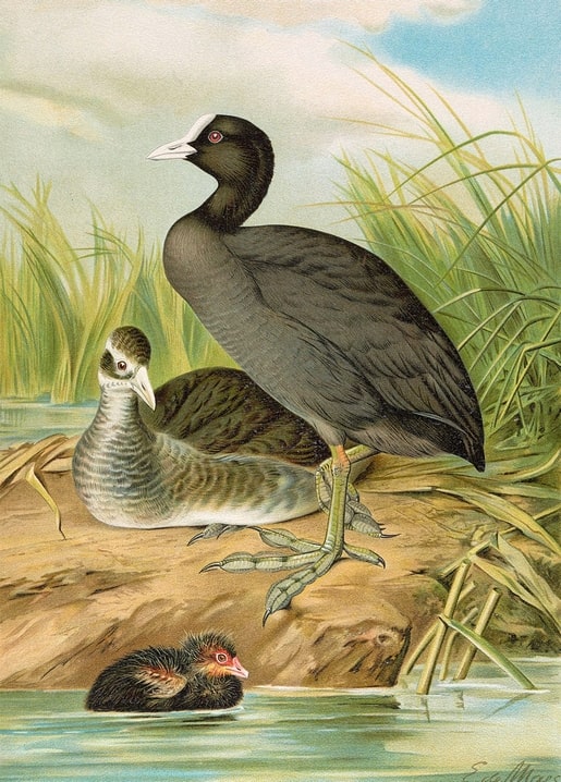 Eurasian coot with a juvenile and two red-faced chicks swimming by a reed bed, vintage ornithological illustration