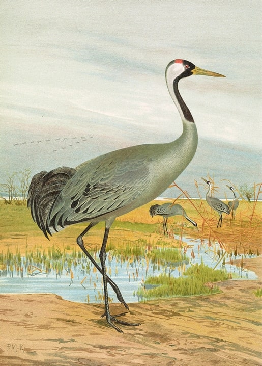 Eurasian crane walking through a marsh with a flock in the background, vintage ornithological illustration