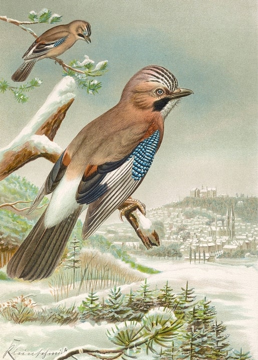 Vintage illustration of a Eurasian jay on a snowy branch above a winter town