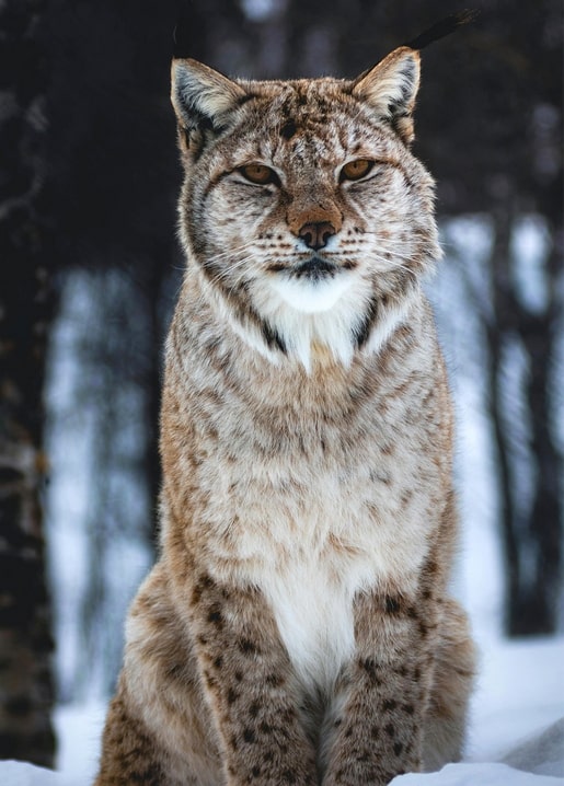Close-up of a Eurasian lynx with tufted ears in a snowy forest, 'Winter's Tale' postcard