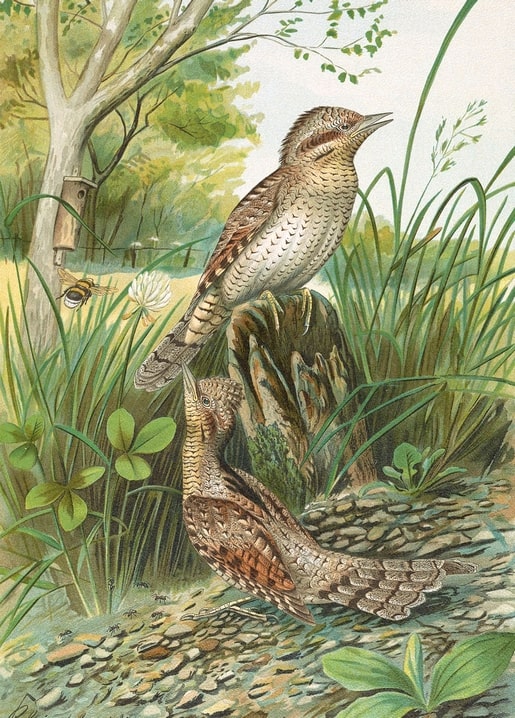 A wryneck pair near a birdhouse and clover, one bird on a mossy stump, vintage ornithological illustration