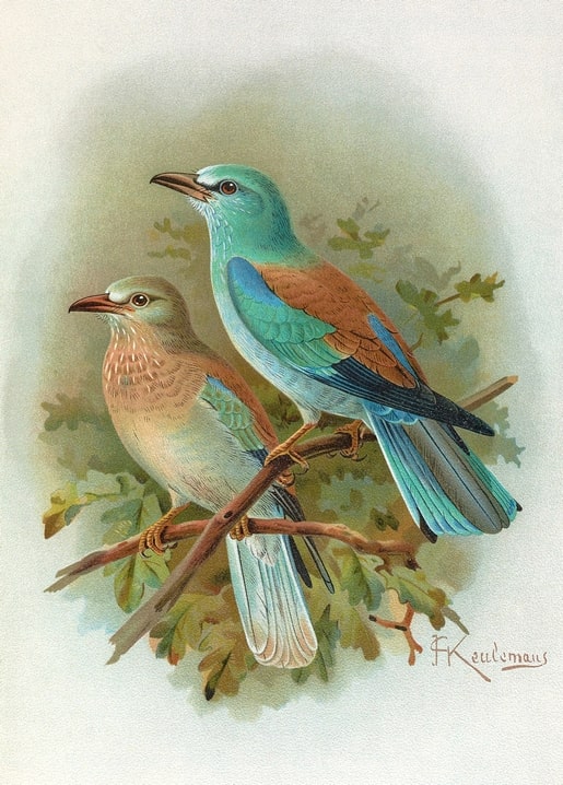 Two European rollers with turquoise and cinnamon plumage perched on an oak branch.