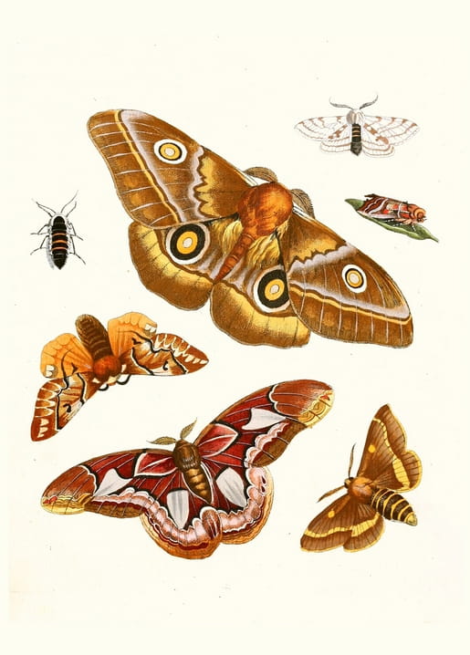 Hand-colored engraving of moths, including a large one with four eyespots and a red-winged silk moth