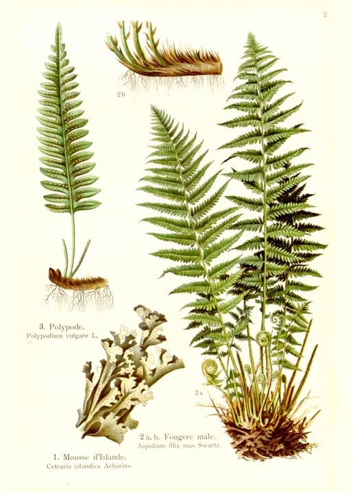 Botanical plate of male fern, polypody fern and Iceland moss lichen