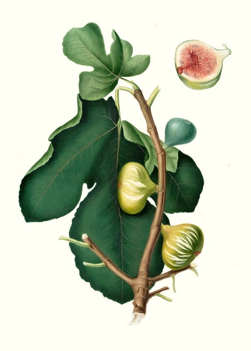 Botanical illustration of a fig branch with ripe fruit and a sliced cross-section