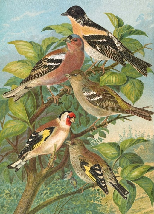 Vintage illustration of five finches, including a brambling and goldfinch, on a branch