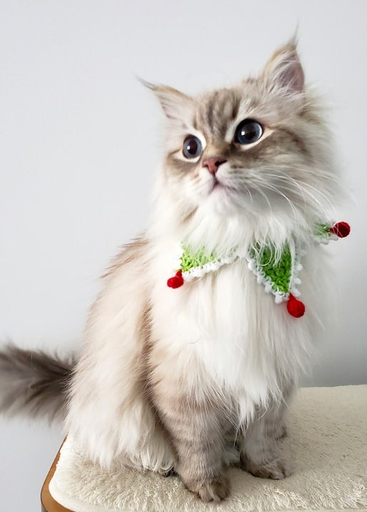 Long-haired grey-and-white cat wearing a green and white crocheted collar with red pom-poms