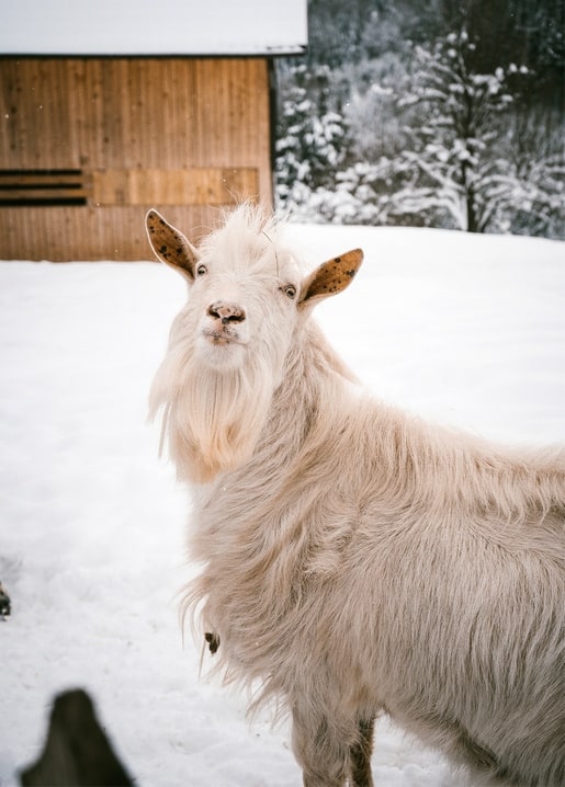 White long-haired goat with wind-blown beard standing in snow near a wooden barn
