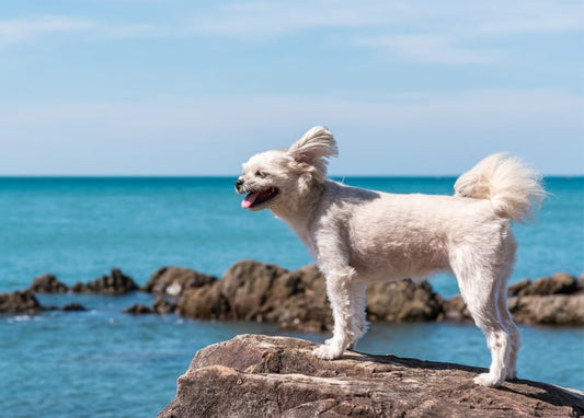 Flauschiger weißer Hund steht auf einem Felsen über türkisfarbenem Meerwasser