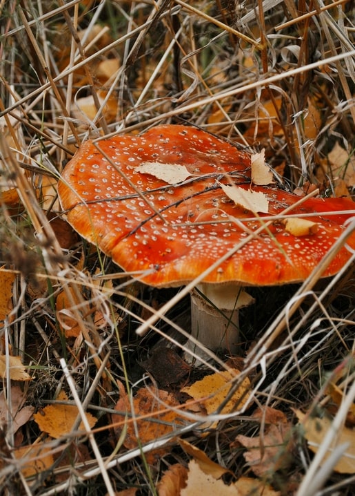 Fliegenpilz mit rot gepunkteter Kappe im trockenen Gras und Herbstlaub