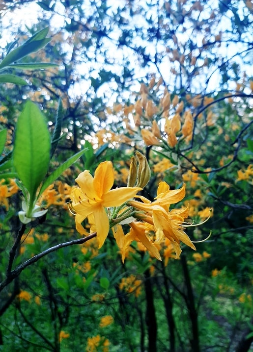 Yellow azalea blossoms among green branches in Kyiv's Fomin Botanical Garden