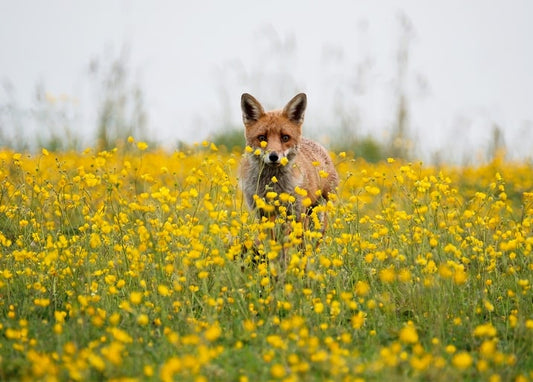 Young red fox standing among yellow buttercup flowers in a meadow