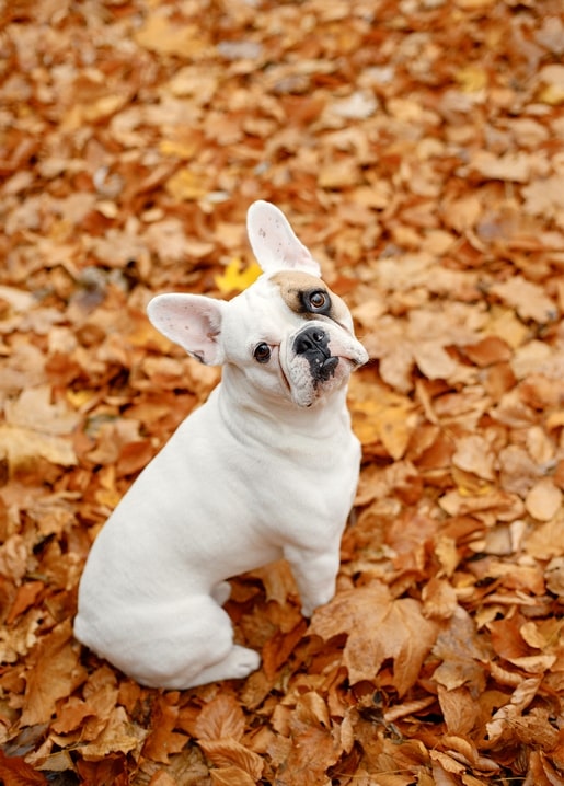 White French Bulldog puppy sitting in a pile of golden autumn leaves, looking up