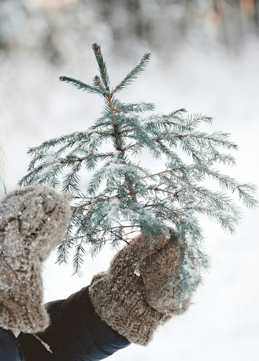 Knitted mittens holding a frost-covered pine branch in the snow