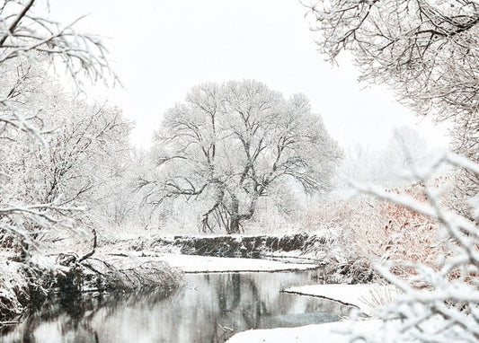 Frost-covered willow tree over a snowy river bend with falling snow
