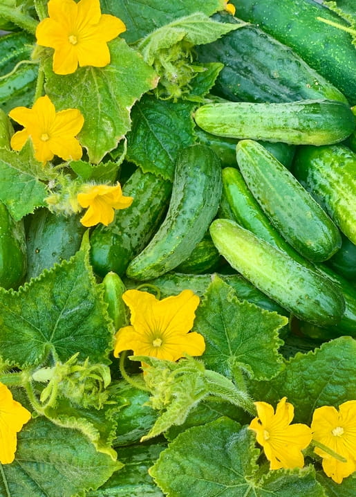 Gartengurken in Nahaufnahme mit gelben Blüten und grünen Blättern
