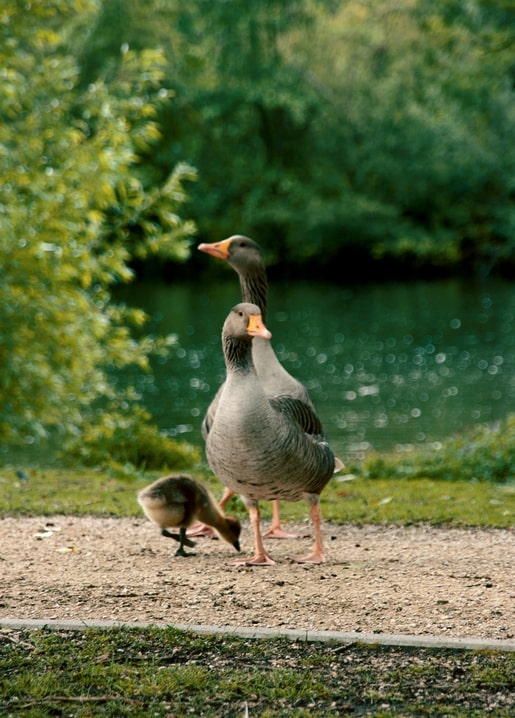 Two geese and a fluffy gosling walking along a gravel path by a park pond