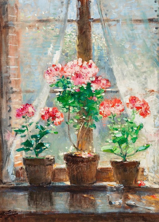 Blooming red and pink geraniums in clay pots on a sunlit windowsill with lace curtains