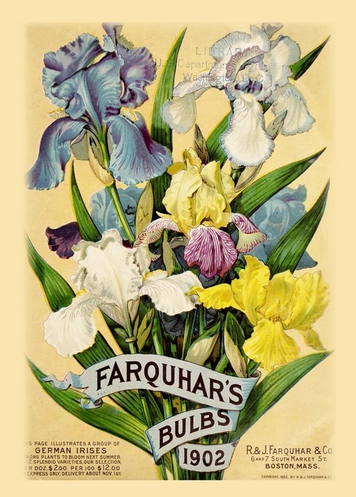 Strauß aus violetten, weißen und gelben Schwertlilien auf einem Zwiebelkatalog-Cover von 1902