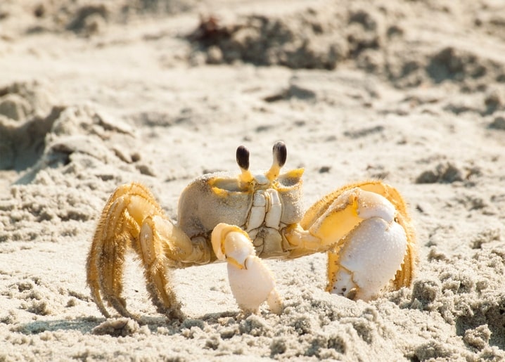 Blasse Gespenstkrabbe mit erhobenen Scheren auf hellem Sand