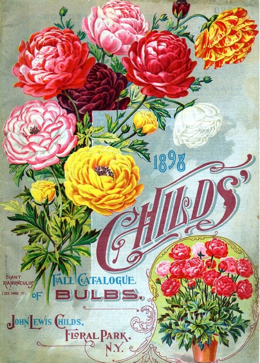John Lewis Childs 1898 bulb catalog cover with a multicolor bouquet of giant ranunculus.