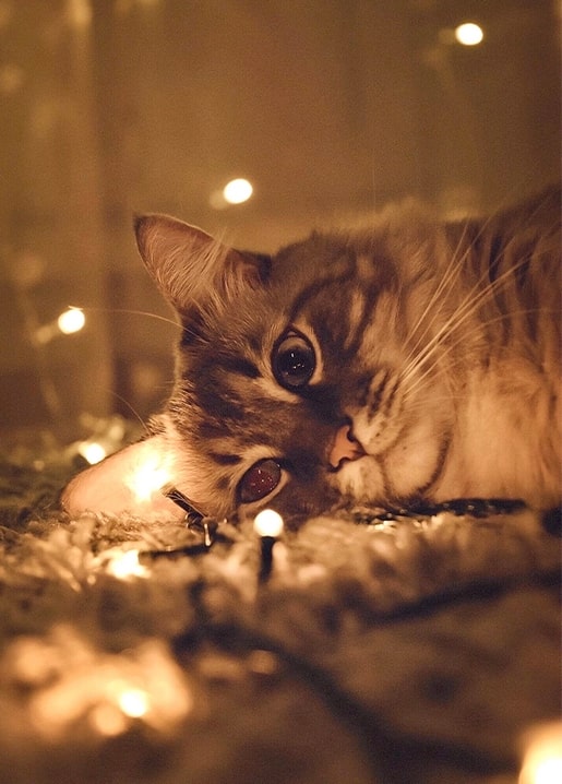 A ginger tabby cat lying down surrounded by warm glowing Christmas fairy lights