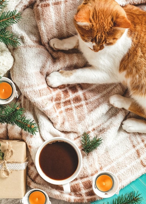 Ginger-and-white cat lying on a plaid blanket beside coffee, candles and pine sprigs