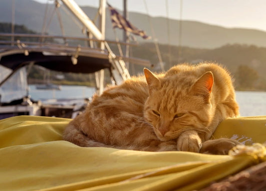 Rote Katze schläft auf gelber Decke an Bord eines Segelboots bei Sonnenuntergang
