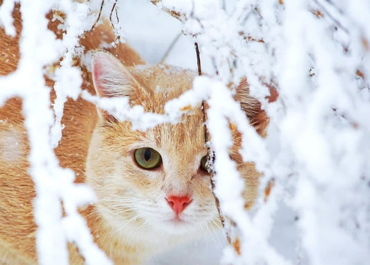 Ginger cat peeking through snow-covered branches, green eyes visible