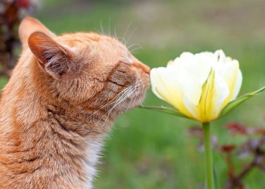 Ginger cat closing its eyes while sniffing a white tulip in a garden