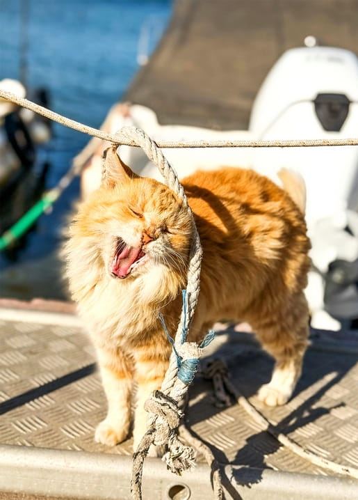 Rote Katze gähnt mit Pfote am Festmacherseil auf einem Bootssteg