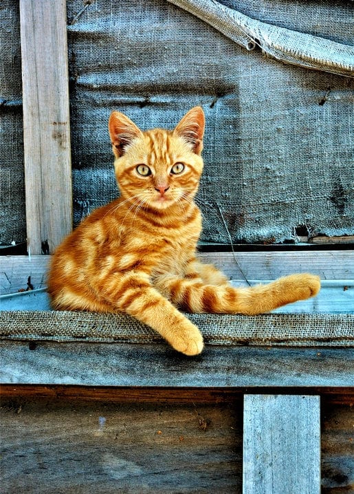 Ginger kitten sitting on a rustic wooden windowsill with burlap sacking