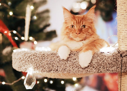 Ginger Maine Coon cat with white paws on a cat tree by Christmas lights