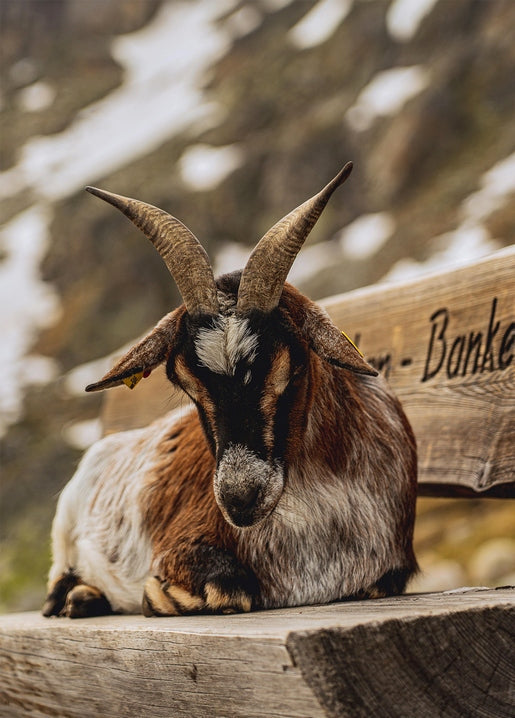 Shaggy brown-and-white goat resting on a wooden bench with snowy mountains behind