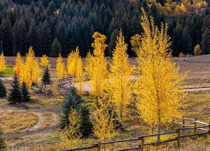 Goldene Espen entlang eines Holzzauns auf einer Bergwiese vor dunklem Nadelwald