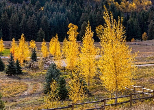 Goldene Espen entlang eines Holzzauns auf einer Bergwiese vor dunklem Nadelwald