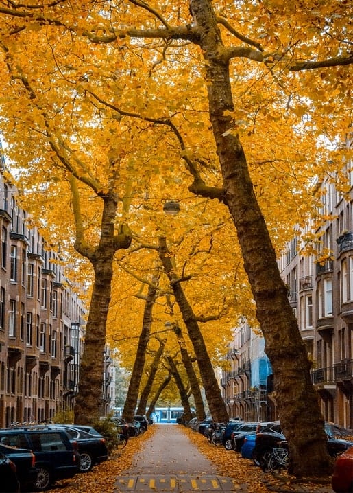 Golden autumn trees arching over a European city street lined with parked cars