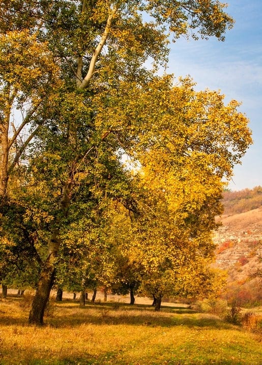 Goldene Herbstbäume im Sonnenlicht über einer Wiese mit fernen Hügeln