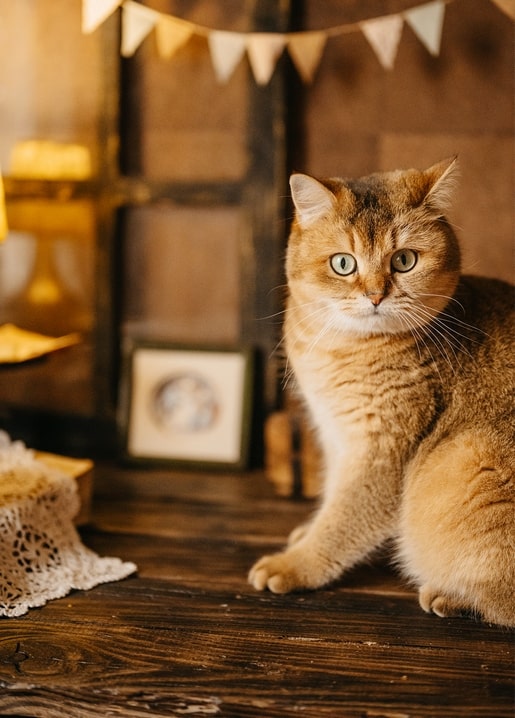Goldene Katze mit grünen Augen sitzt neben einer Wimpelgirlande und einem gerahmten Bild