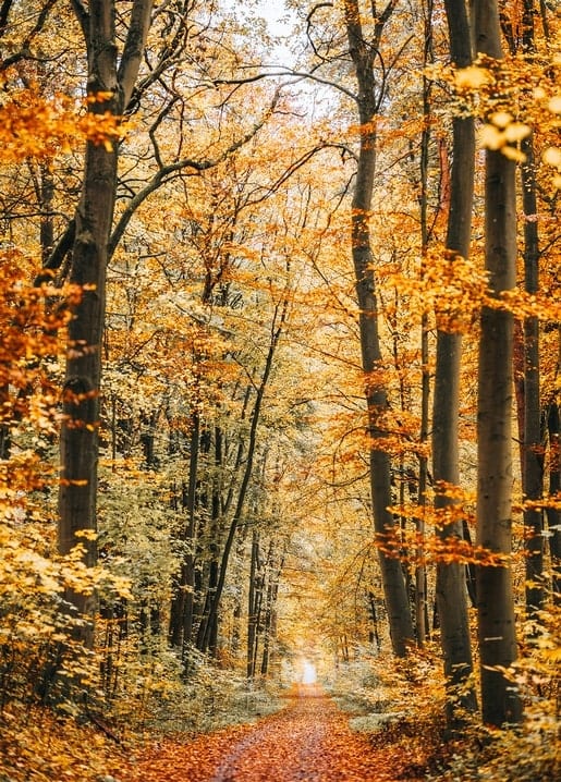 Goldener Herbstwaldweg zwischen hohen Bäumen und gefallenem Laub
