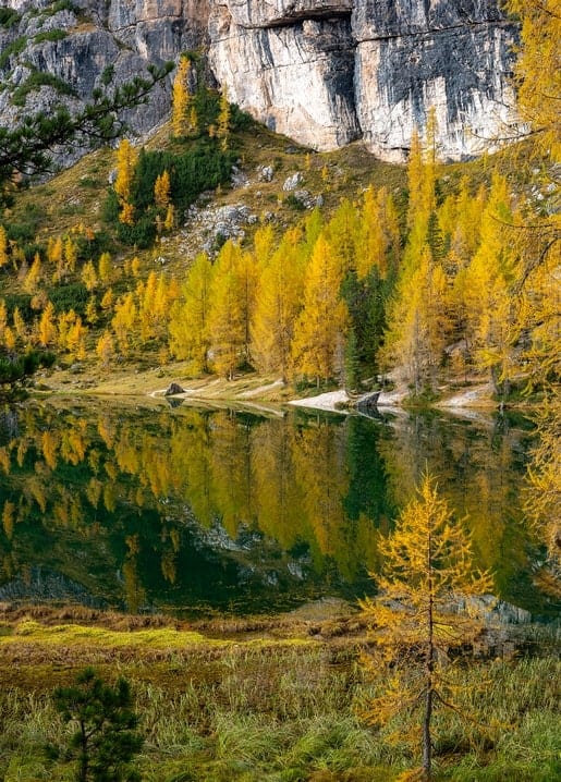 Goldene Lärchen und Felswand, gespiegelt in einem stillen Bergsee
