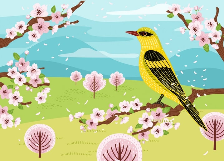 Pirol auf einem blühenden Kirschzweig im Frühling