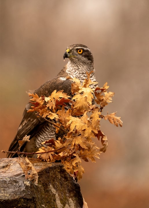 Habicht auf einem Stumpf im goldenen Herbstlaub bei Regen