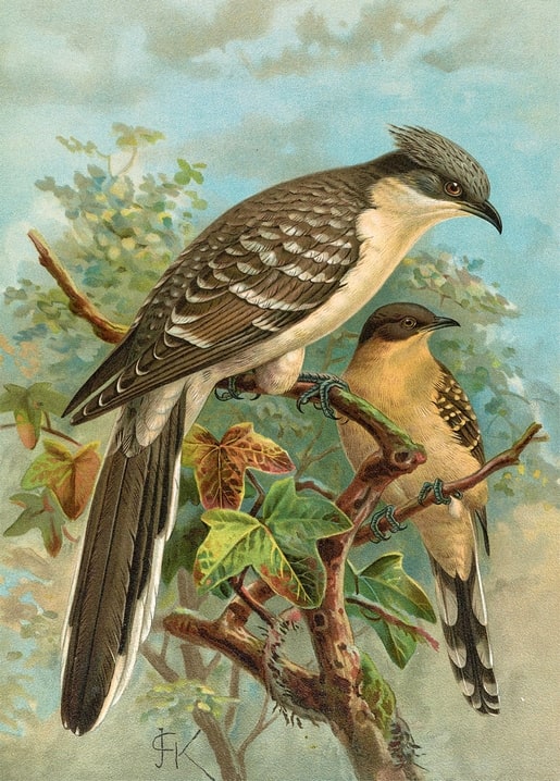 Vintage illustration of a great spotted cuckoo and a smaller companion bird on an ivy branch