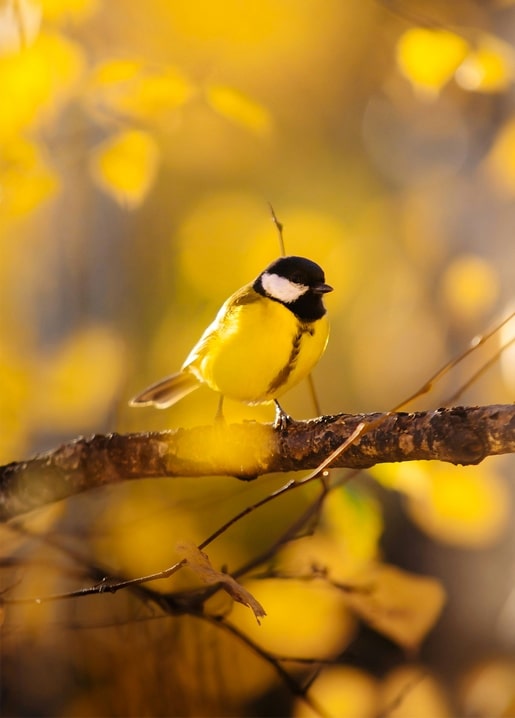 Kohlmeise sitzt auf einem Ast zwischen goldenem Herbstlaub
