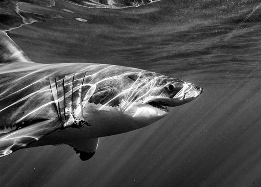 Great white shark swimming just below the surface, sunlight rippling across its back