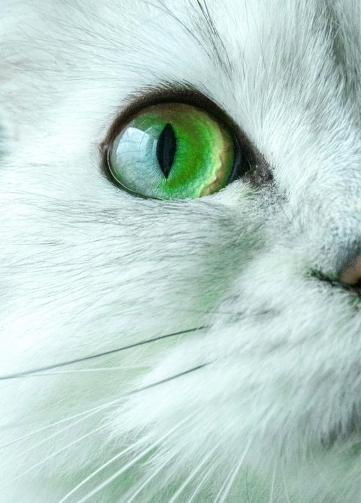 Extreme macro close-up of a white cat's vivid green eye and whiskers